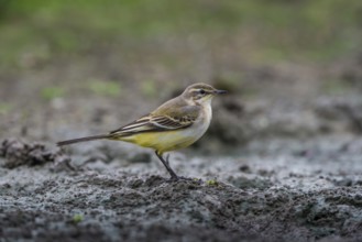 Western Yellow Wagtail (Motacilla flava) male, Schleswig-Holstein, Germany, Europe