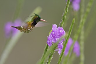 Black-crested Coquette (Lophornis helenae) flying and feeding at a flower in Costa Rica