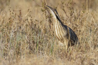 American bittern (Botaurus lentiginosus) on the tundra near Churchill, Manitoba, Canada, North