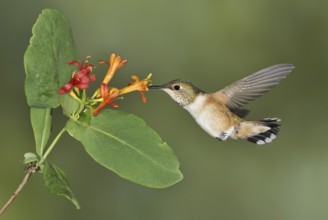 Rufous Hummingbird (Selasphorus rufus) female, British Columbia, Canada, North America