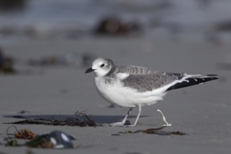 Schwalbenmöwe; lat. Xema sabini; Seitenansicht; am Strand stehend und Kot abgebend; Sonnenschein