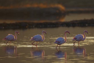 Greater Flamingo (Phoenicopterus roseus), Greece, Europe