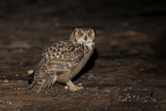 Pharaoh Eagle-Owl (Bubo ascalaphus), Eilat, Israel, Asia