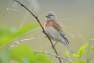 Bluthaenfling (Carduelis cannabina), Linnet, Maennchen zur Brutzeit, Juli, NSG Dingdener Heide,