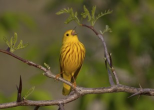 American Yellow Warbler (Setophaga aestiva) male singing, Ohio, USA, North America