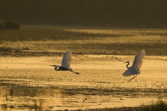 Great White Egret (Ardea alba), flying, morning mood, backlight, Lower Austria