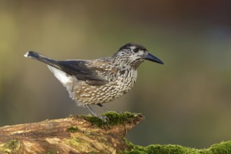 Very tame Spotted Nutcracker wintering in an urban area in Wageningen in the Netherlands. Sitting