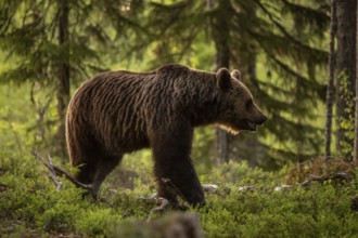 Brown Bear (Ursus arctos), on forest, Kainuu, Finland, Europe