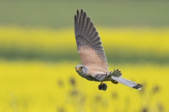 A Common Kestrel (Falco tinnunculus) with a prey mouse flies over a flowering rape field Hesse,
