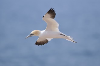 Northern gannet (Morus bassanus) flying over the sea, wildlife, Helgoland, Germany, Europe