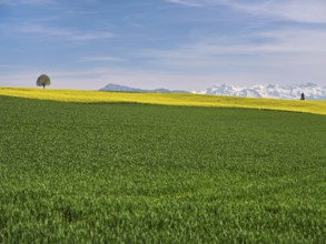 Small lime tree (Tilia), in a field of flowering rape, in the background the snow-covered Alps and