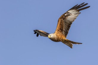 Red Kite (Milvus milvus) flying, Mecklenburg-Western Pomerania, Germany, Europe