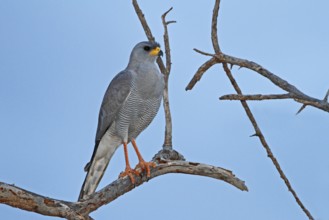 Eastern Chanting Goshawk (Melierax poliopterus), Samburu, Kenya, Africa