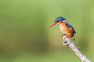 Malachite Kingfisher (Corythornis cristatus), Western Cape, South Africa, Africa