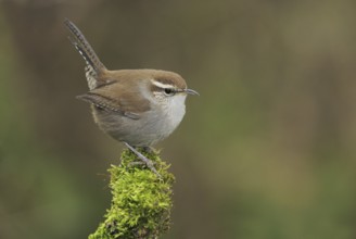 Bewick's Wren (Thryomanes bewickii), Canada, North America