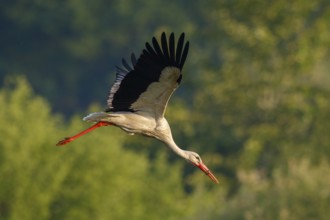 White Stork (Ciconia ciconia) flying, North Rhine-Westphalia, Germany, Europe