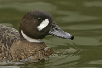 Bronze-winged Duck (Speculanas specularis), California, USA, North America