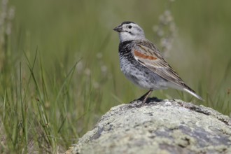McCown's Longspur (Calcarius mccownii) perched on a branch in Alberta, Canada, North America