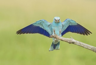 European Roller (Coracias garrulus) landing on a branch with grasshopper in beak, Hortobagy