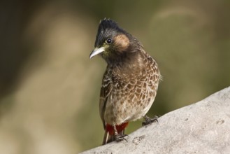 Red-vented Bulbul (Pycnonotus cafer), Pakistan, Asia