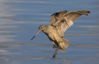 Marbled Godwit (Limosa fedoa) flying, Washington, USA, North America