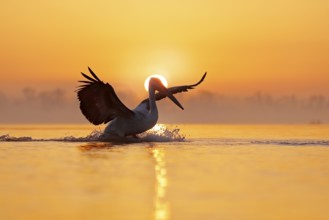 Bird with morning sunrise. Dalmatian pelican, Pelecanus crispus, in Lake Kerkini, Greece. Pelican