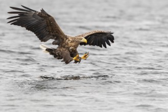 White-tailed Eagle (Haliaeetus albicilla) hunting, Norway, Europe