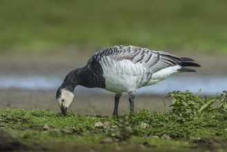 Barnacle Goose (Branta leucopsis), Schleswig-Holstein, Germany, Europe