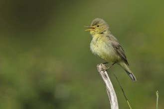 Melodious Warbler (Hippolais polyglotta) singing, Liguria, Italy, Europe