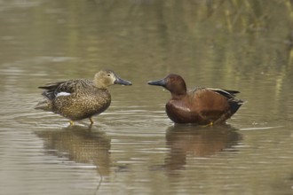 Cinnamon Teal (Spatula cyanoptera), California, USA, North America