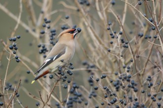 Bohemian Waxwing (Bombycilla garrulus) feeding on berries, North Rhine-Westphalia, Germany, Europe