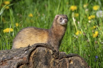 Erythristic European polecat (Mustela putorius) on the hunt, looking for prey from fallen tree