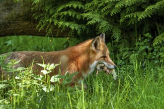 Red fox (Vulpes vulpes) running to den with mouthful of chicks after raiding chicken coop to feed