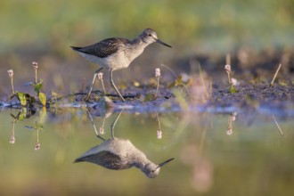 Common Greenshank (Tringa nebularia) foraging, Poland, Europe
