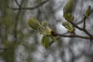 A branch with fresh, green buds of the horse chestnut (Aesculus), enlivened by a blurred background