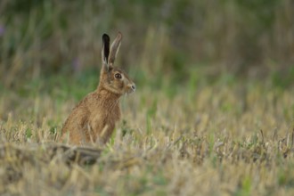 European brown hare (Lepus europaeus) adult animal in a farmland stubble field in summer, England,