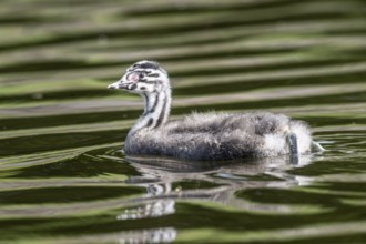 Young great crested grebe (Podiceps cristatus), Emsland, Lower Saxony, Germany, Europe
