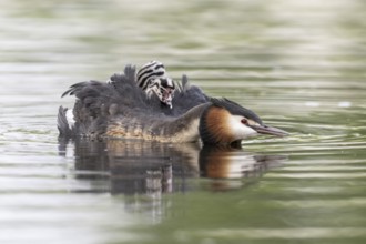Great Crested Grebe (Podiceps Scalloped ribbonfish) with juveniles, Emsland, Lower Saxony, Germany,