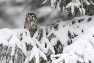 Long-eared owl (Asio otus) in a winter forest, Czech Republic, Europe