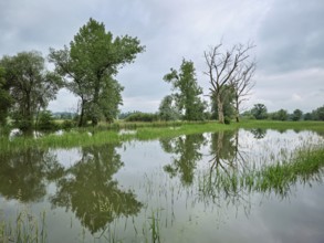 Trees standing in the flooded river Lorze, floodplain landscape, Reussspitz nature reserve,