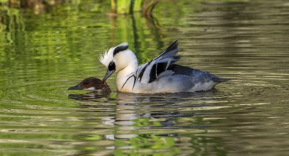 Smew (Mergellus albellus, Mergus albellus) pair, male biting female in neck while mating in pond in