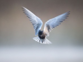 Black Tern (Chlidonias niger) flying, Mecklenburg-Western Pomerania, Germany, Europe