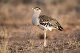 Australian Bustard (Ardeotis australis), Queensland, Australia, Oceania