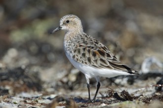 Red-necked Stint (Calidris ruficollis), Victoria, Australia, Oceania