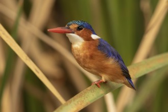Malachite Kingfisher (Corythornis cristatus), Lake Baringo, Kenya, Africa