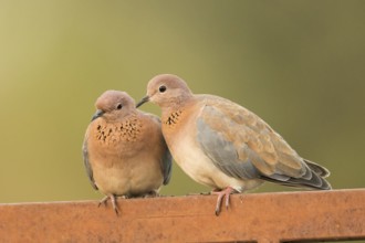 Laughing Dove (Spilopelia senegalensis) pair, Gambia, Africa