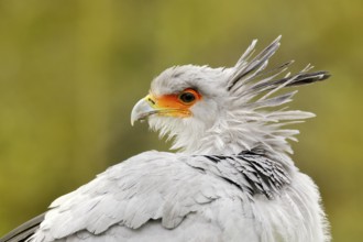 Secretary Bird, Sagittarius serpentarius, Portrait of nice grey bird of prey with orange face,