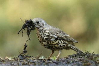 Grote Lijster met nest materiaal, Mistle Thrush with nest material