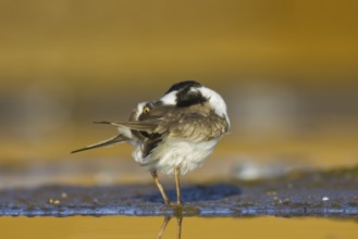 Little Ringed Plover (Charadrius dubius) female preening, North Rhine-Westphalia, Germany, Europe