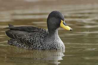 Yellow-billed Duck (Anas undulata), California, USA, North America